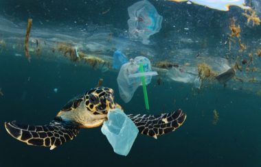 poluição pelos plásticos